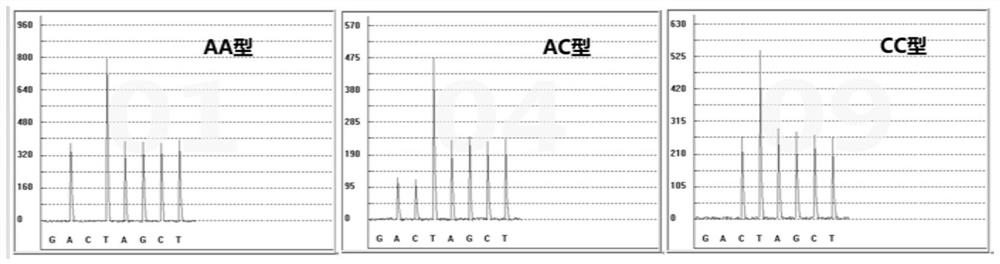 Gene detection kit for administration of angiotensin II receptor inhibitors as well as detection method and application of gene detection kit