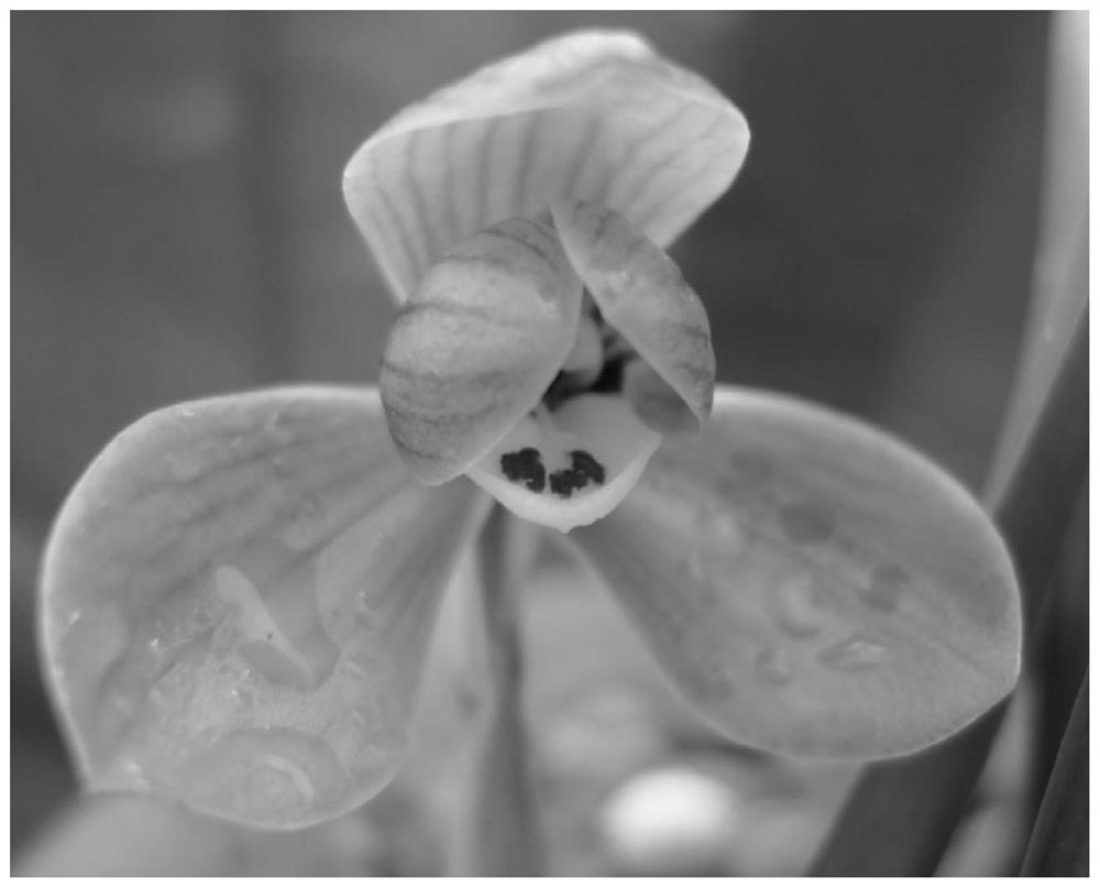 Method for promoting germination of cymbidium goeringii seeds