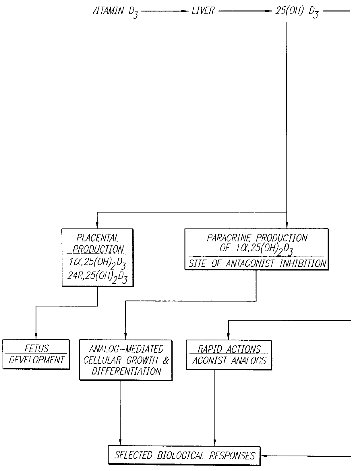 Therapeutically effective 1 alpha ,25-dihydroxyvitamin D3 analogs and methods for treatment of vitamin D diseases