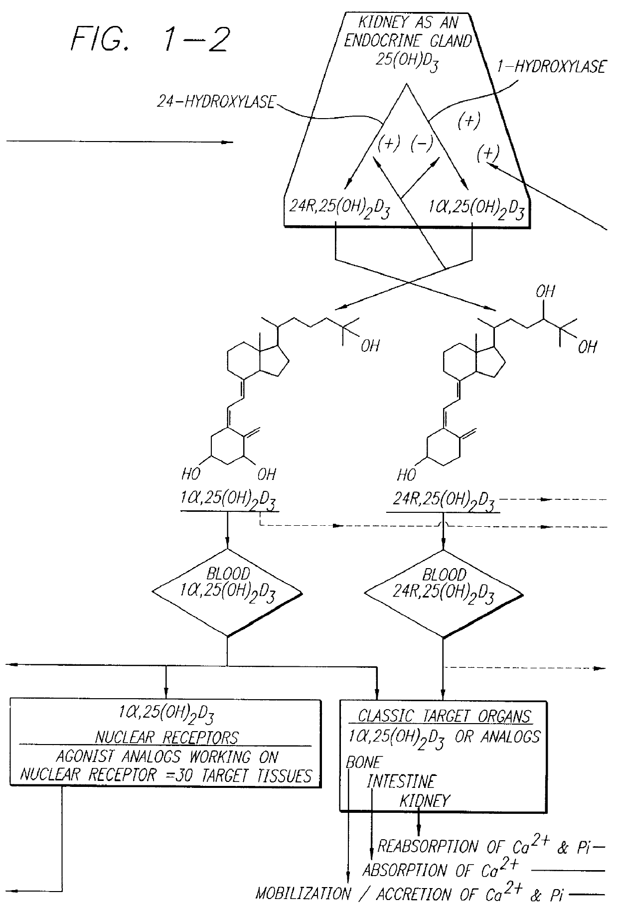 Therapeutically effective 1 alpha ,25-dihydroxyvitamin D3 analogs and methods for treatment of vitamin D diseases