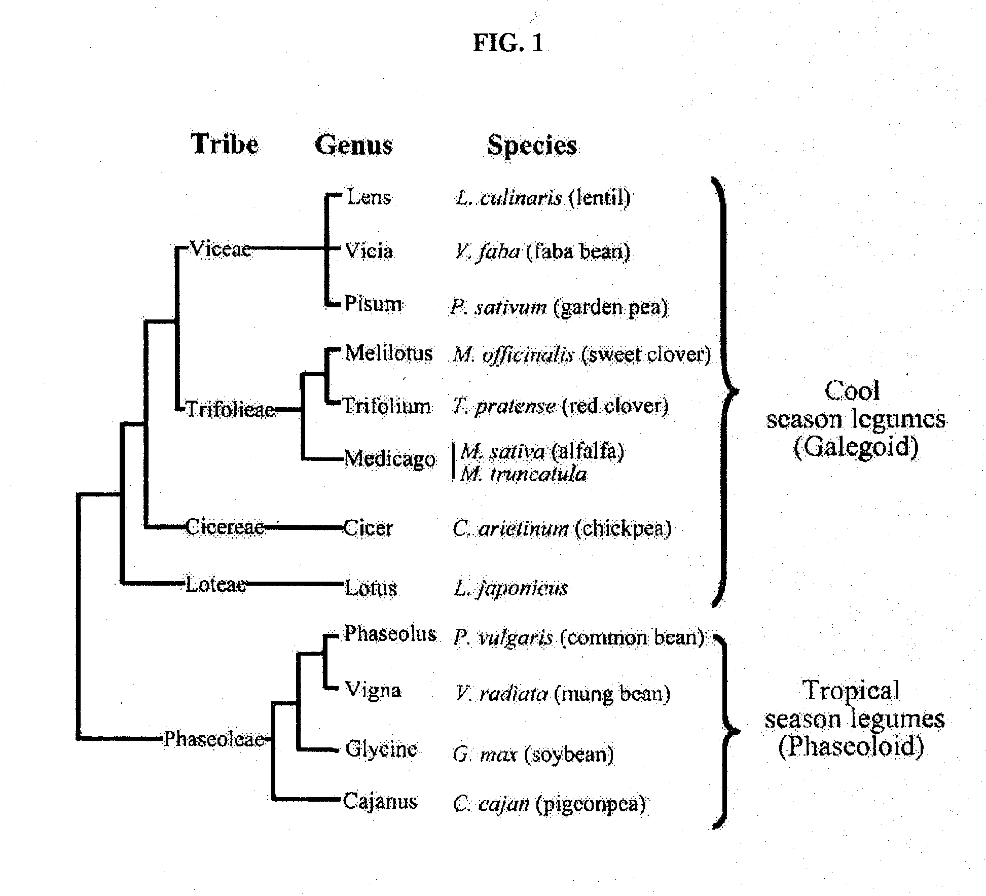 Plant transcriptional factors as molecular markers