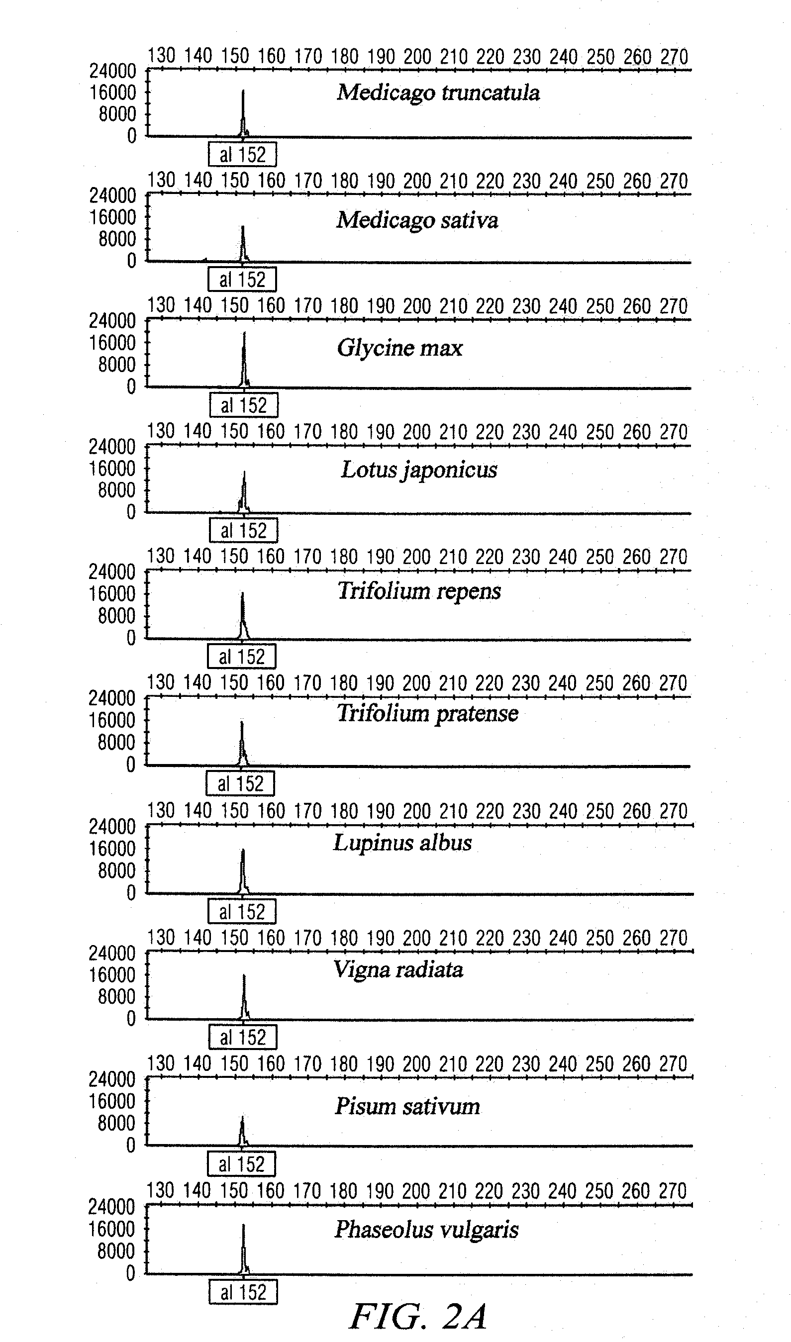 Plant transcriptional factors as molecular markers