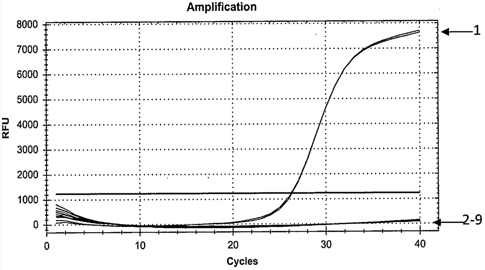 Method and kit for detecting VBNC vibrio parahemolyticus