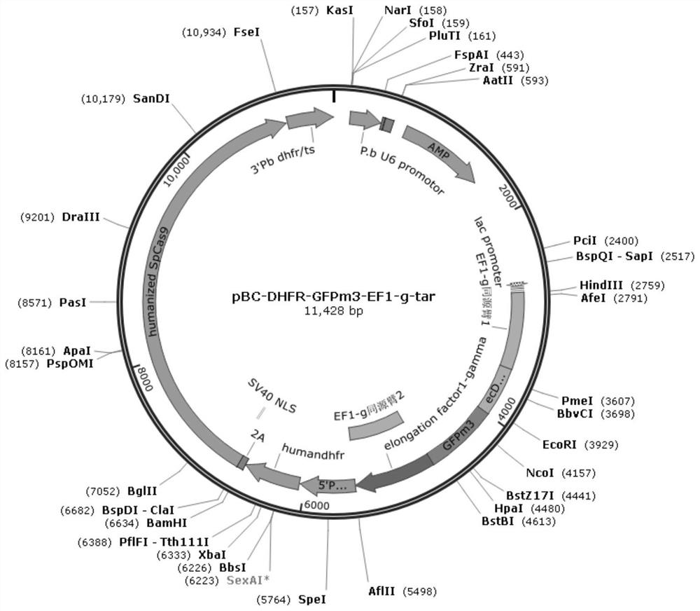 A detoxification system and its application