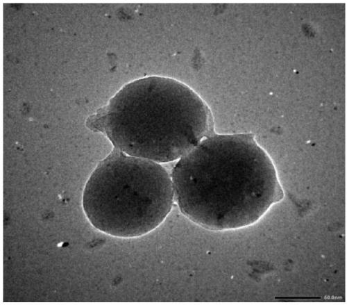 Preparation method of fluorescent double-template antigenic-determinant imprinted polymer based on silicon nanoparticles