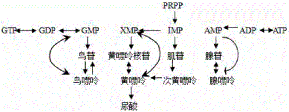 Construction method and application of caenorhabditis elegans hyperuricemia model and screening method of construction method