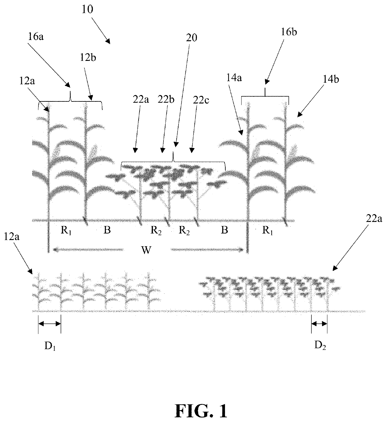 Method for planting and processing high-yield forage in high altitude area