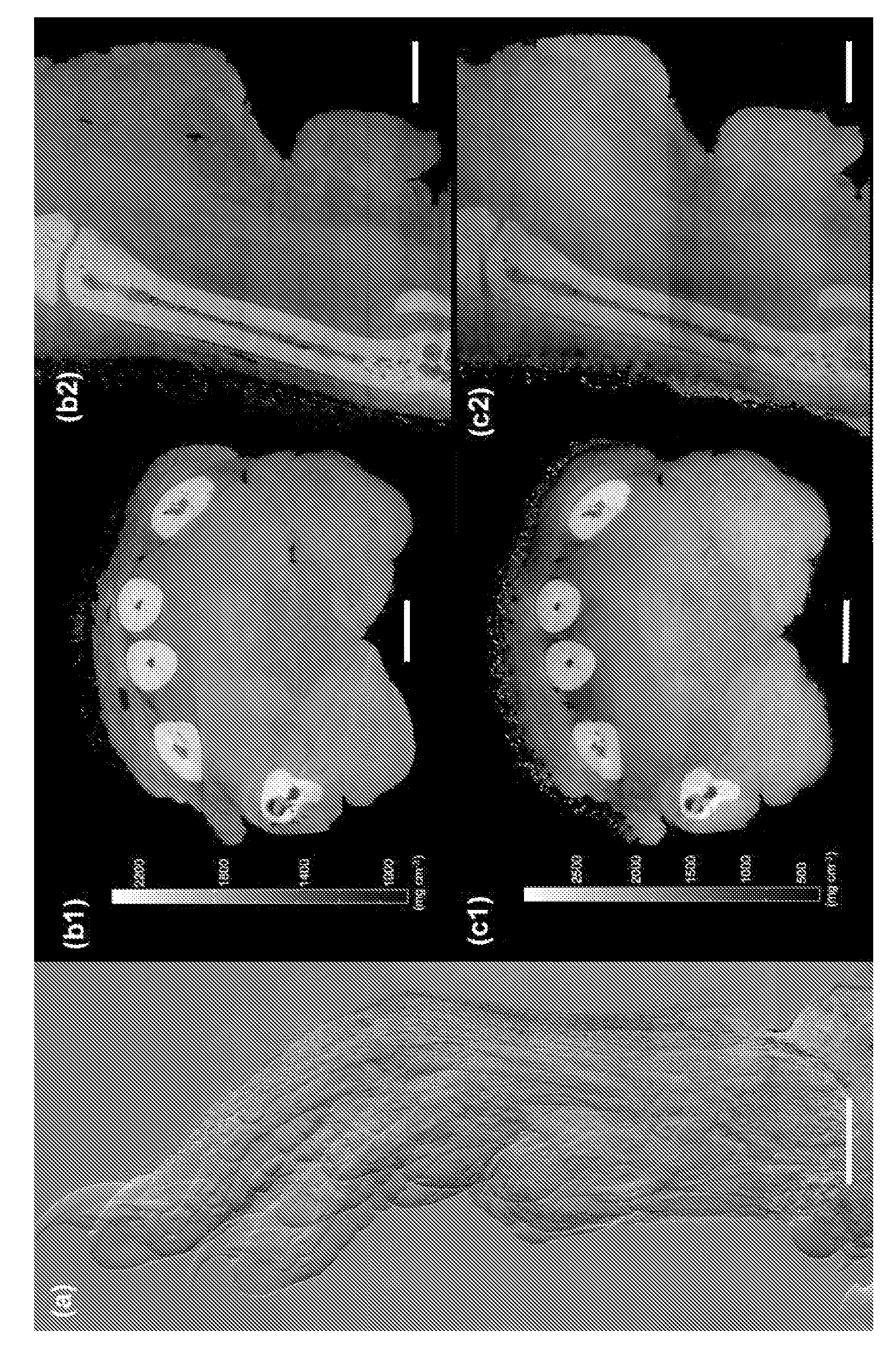 Low dose single step grating based X-ray phase contrast imaging