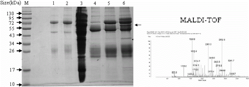 An elisa kit for detecting antibodies against Salmonella pullorum