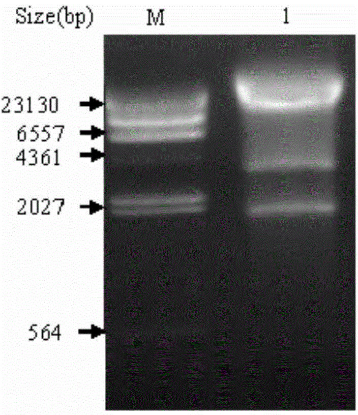 An elisa kit for detecting antibodies against Salmonella pullorum