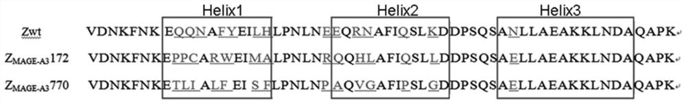 Polypeptide with binding affinity to human melanoma antigen A3 protein and use of polypeptide