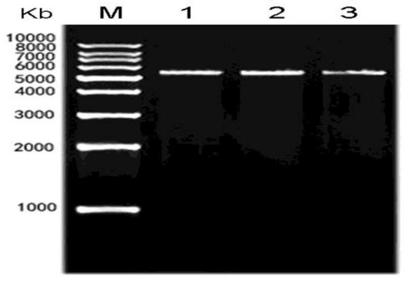 Polypeptide with binding affinity to human melanoma antigen A3 protein and use of polypeptide