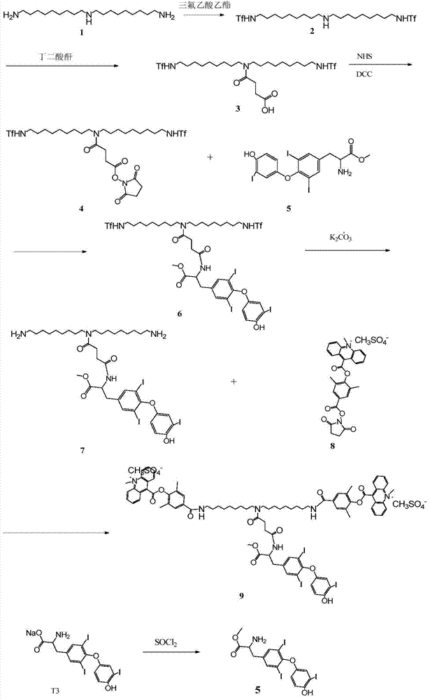 Triiodothyroxin hapten luminous marker and synthetic method thereof