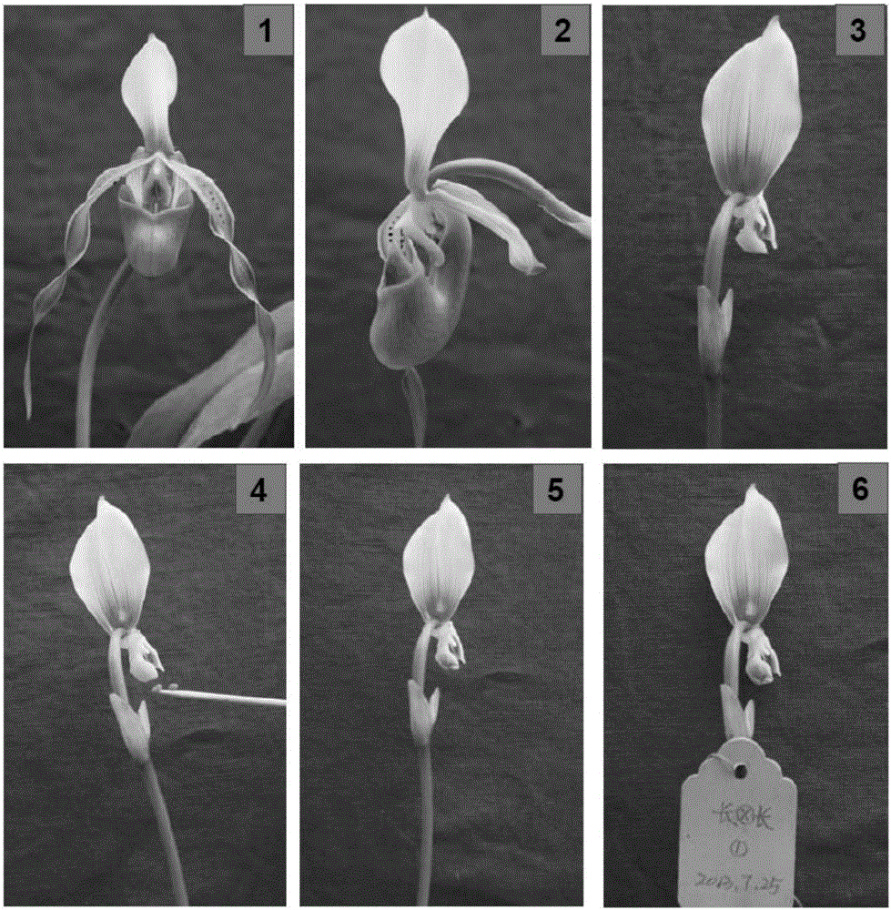 Tissue culture and rapid propagation method for paphiopedilum dianthum