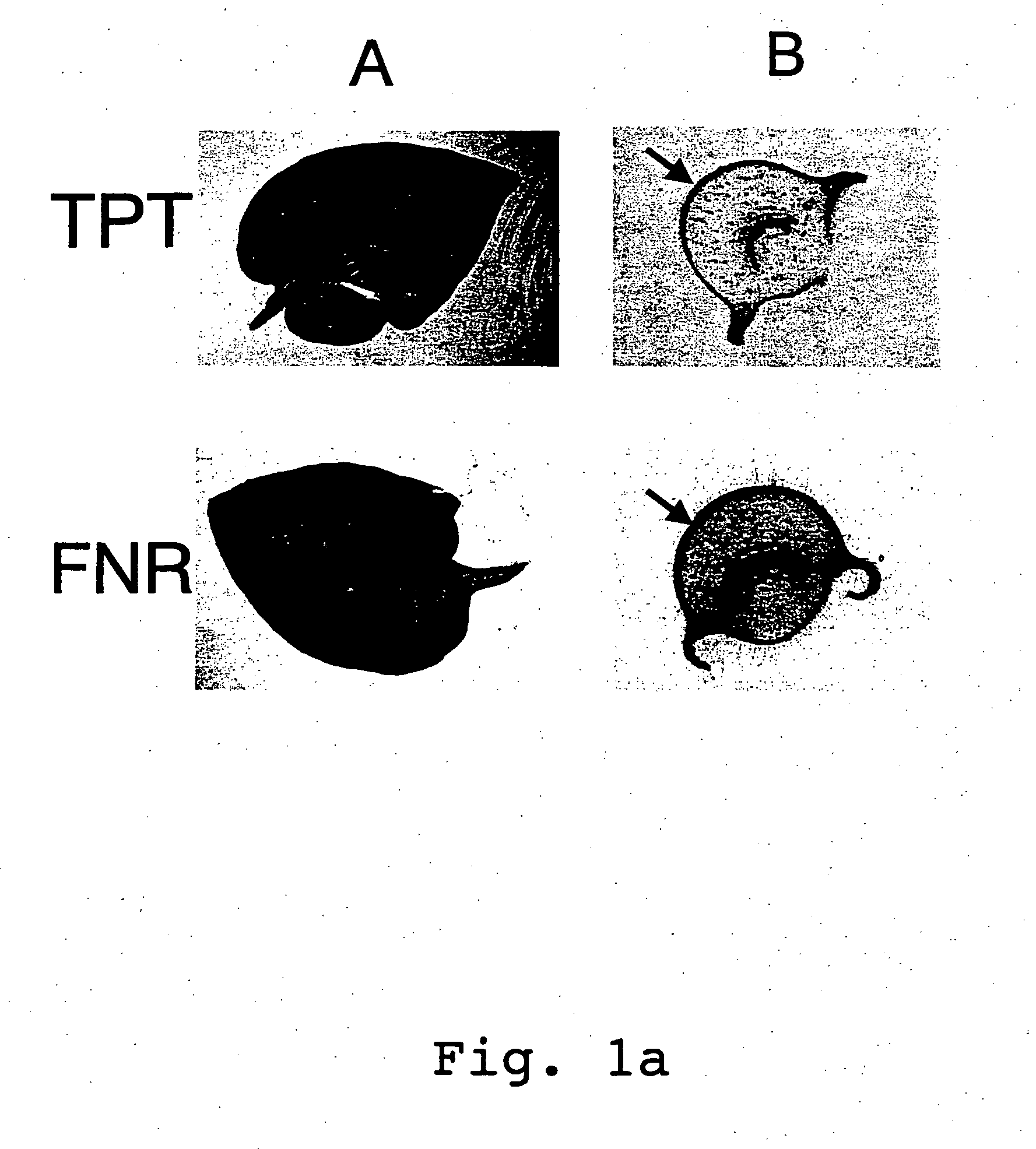 Expression cassettes for transgenic expression of nucleic acids