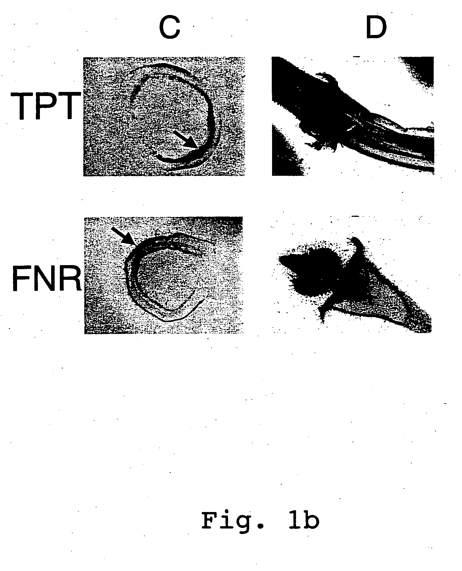 Expression cassettes for transgenic expression of nucleic acids