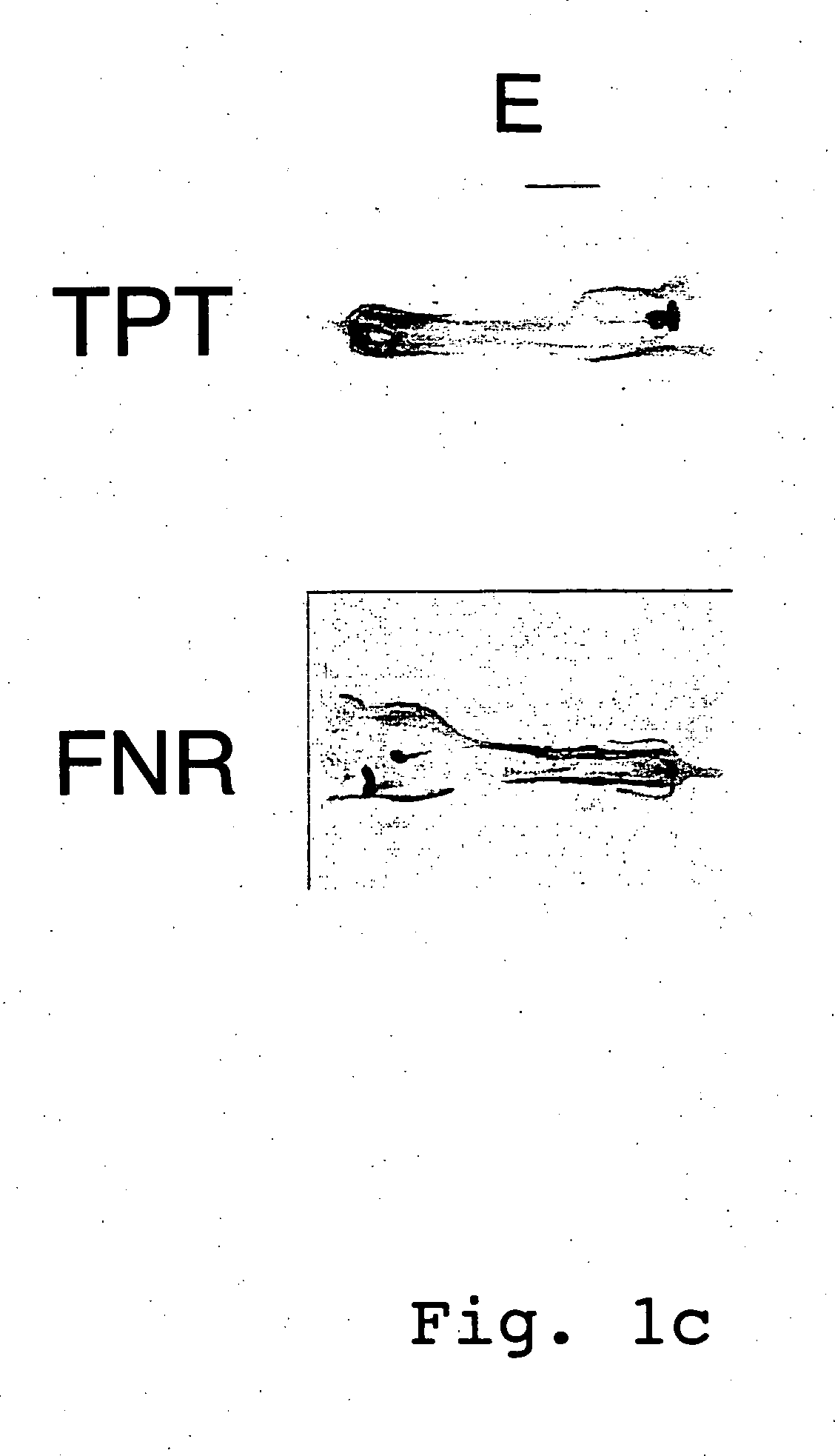 Expression cassettes for transgenic expression of nucleic acids