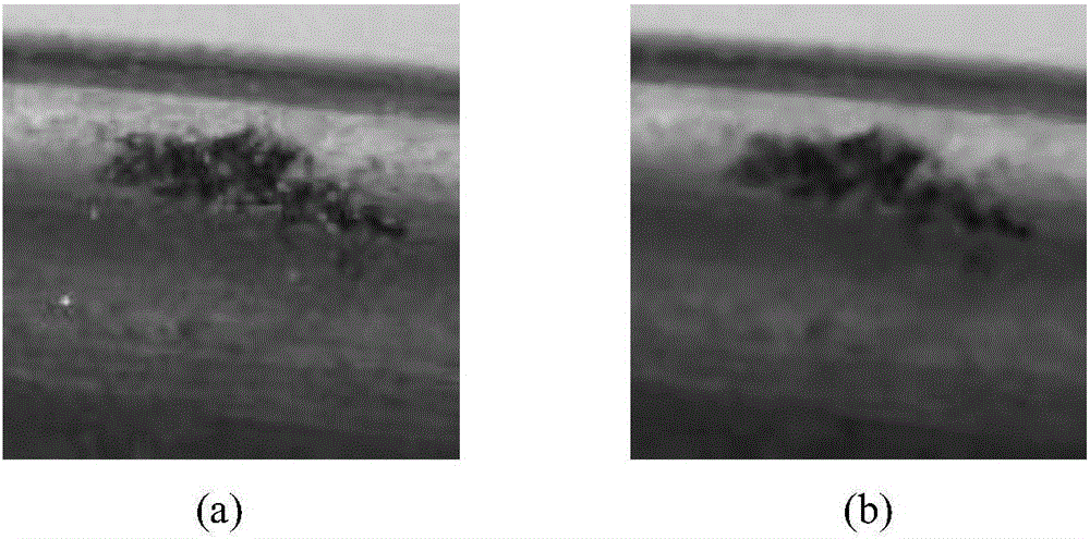 Sealing ring surface defect detection method based on machine vision