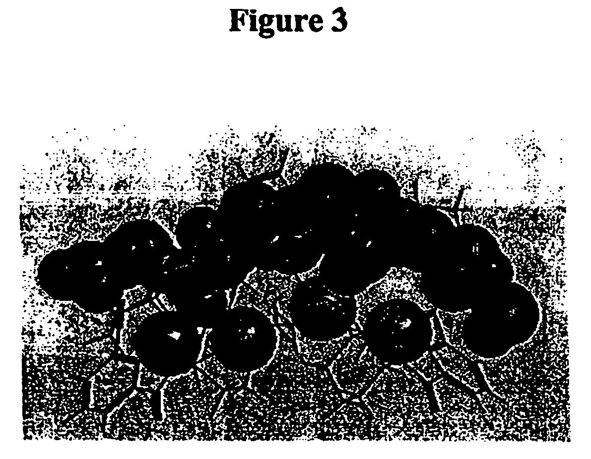 Bridged macrocyclic module compositions