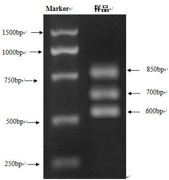 Drug resistance detection method for vibrio parahaemolyticus fluoroquinolone medicines