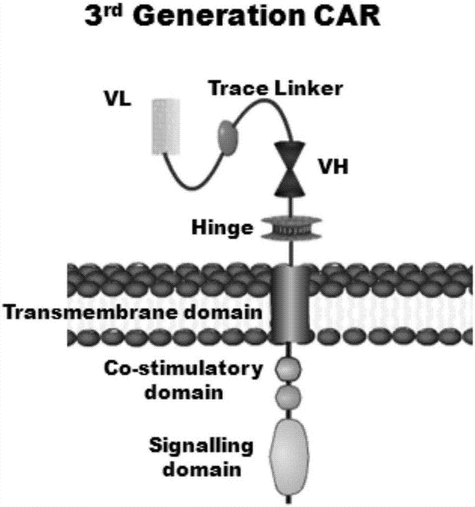 Marker used for in-vivo tracing and manual removal of CAR-T cells and application thereof