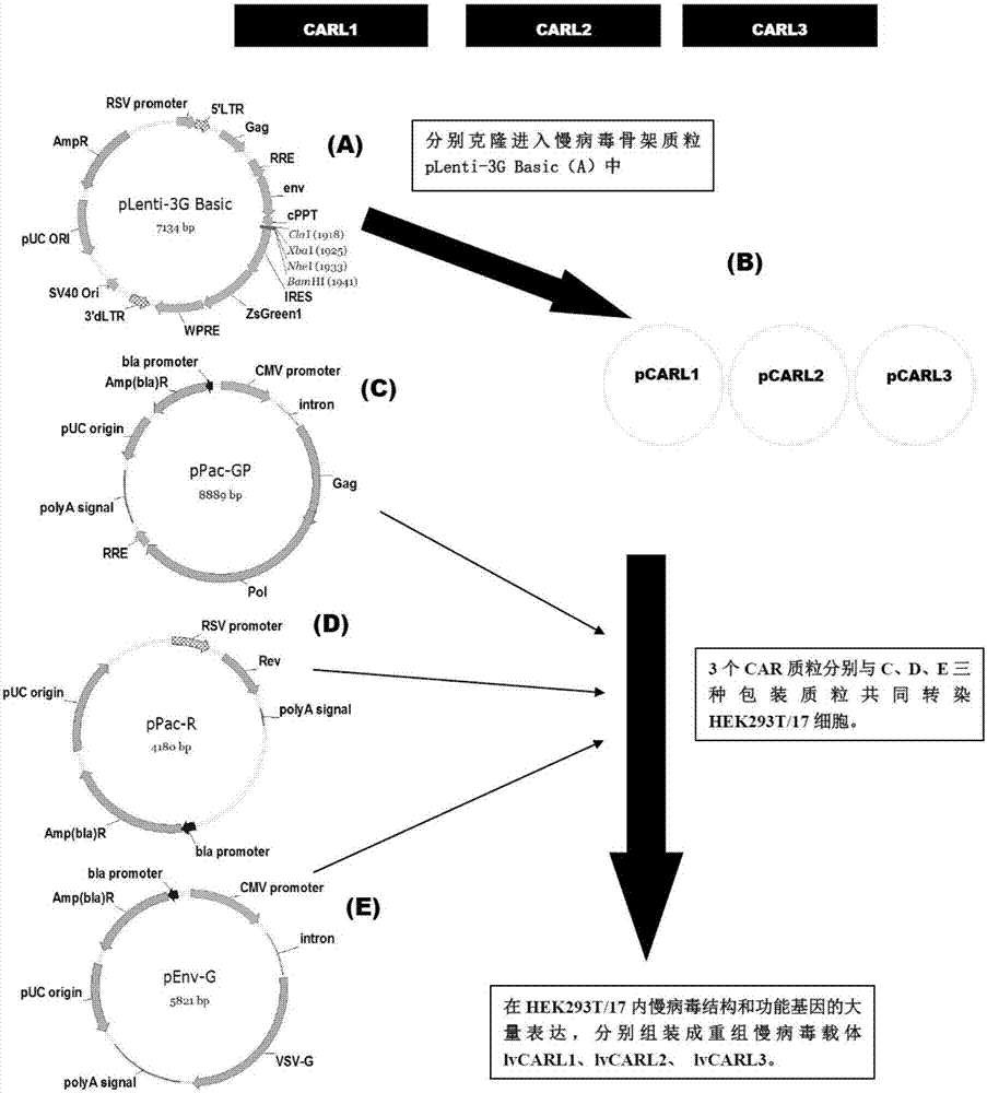 Marker used for in-vivo tracing and manual removal of CAR-T cells and application thereof