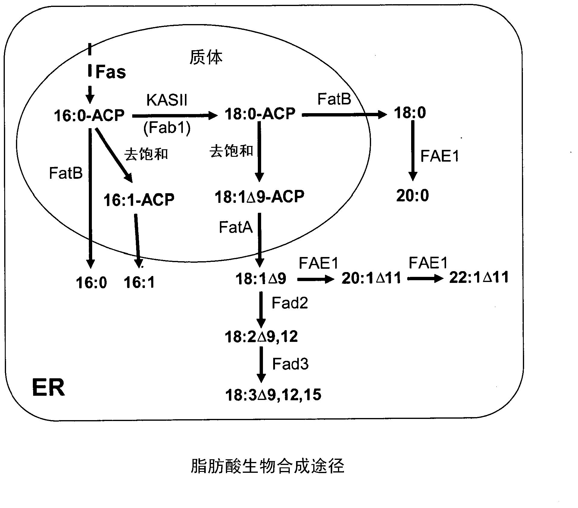 Engineered zinc finger proteins targeting plant genes involved in fatty acid biosynthesis