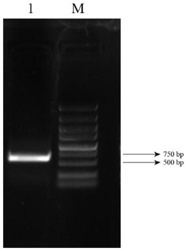 In-vitro expression method for pear PMEI (pectin mthylesterase inhibitor) protein, and application of pear PMEI