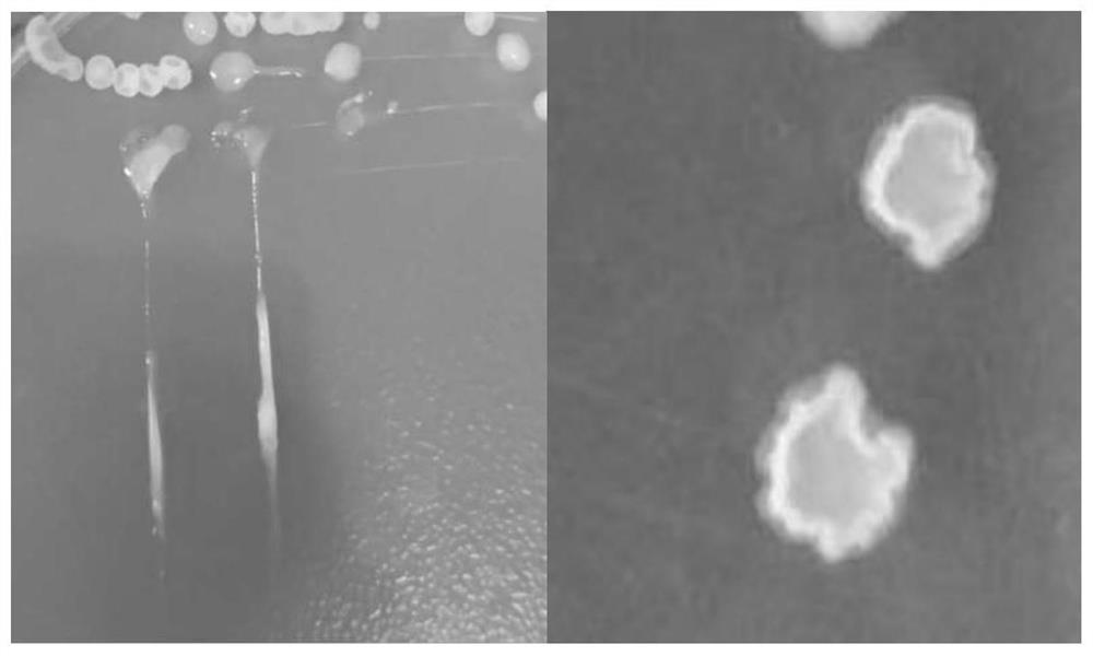 A high-yielding immune polysaccharide and bacteriocin-producing Bacillus subtilis strain and its application