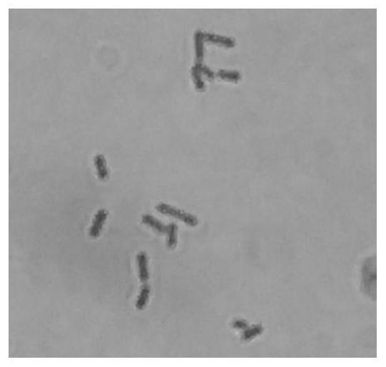 A high-yielding immune polysaccharide and bacteriocin-producing Bacillus subtilis strain and its application