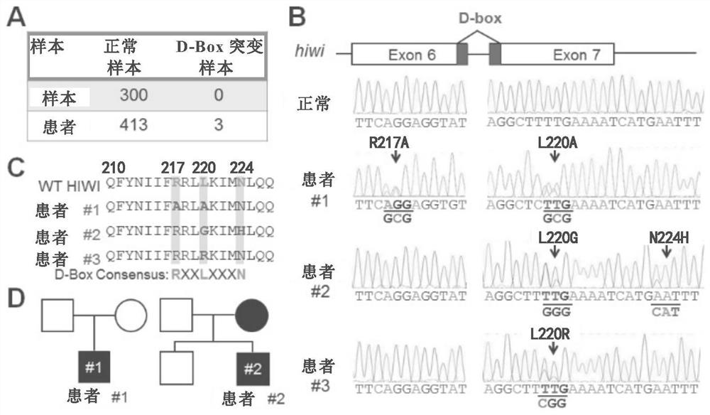 Method and kit for diagnosing male infertility caused by piwil1 gene mutation