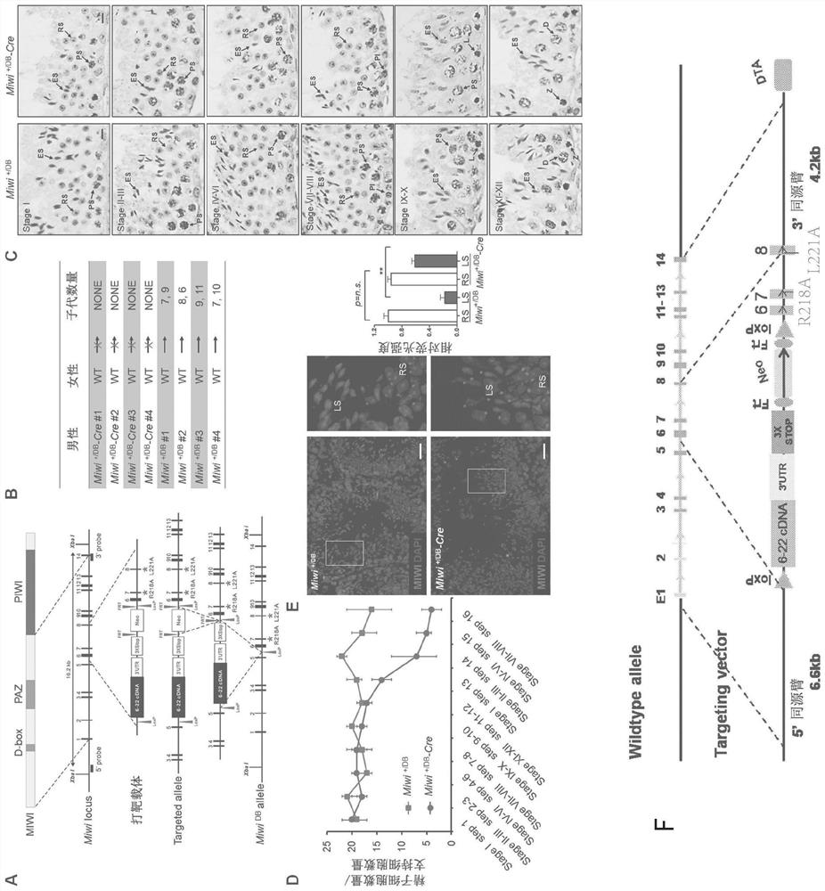 Method and kit for diagnosing male infertility caused by piwil1 gene mutation