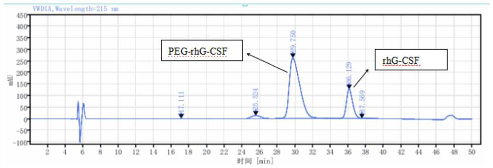 Preparation method for protein fixed-point pegylation modification