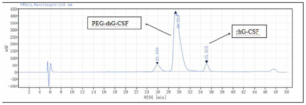 Preparation method for protein fixed-point pegylation modification