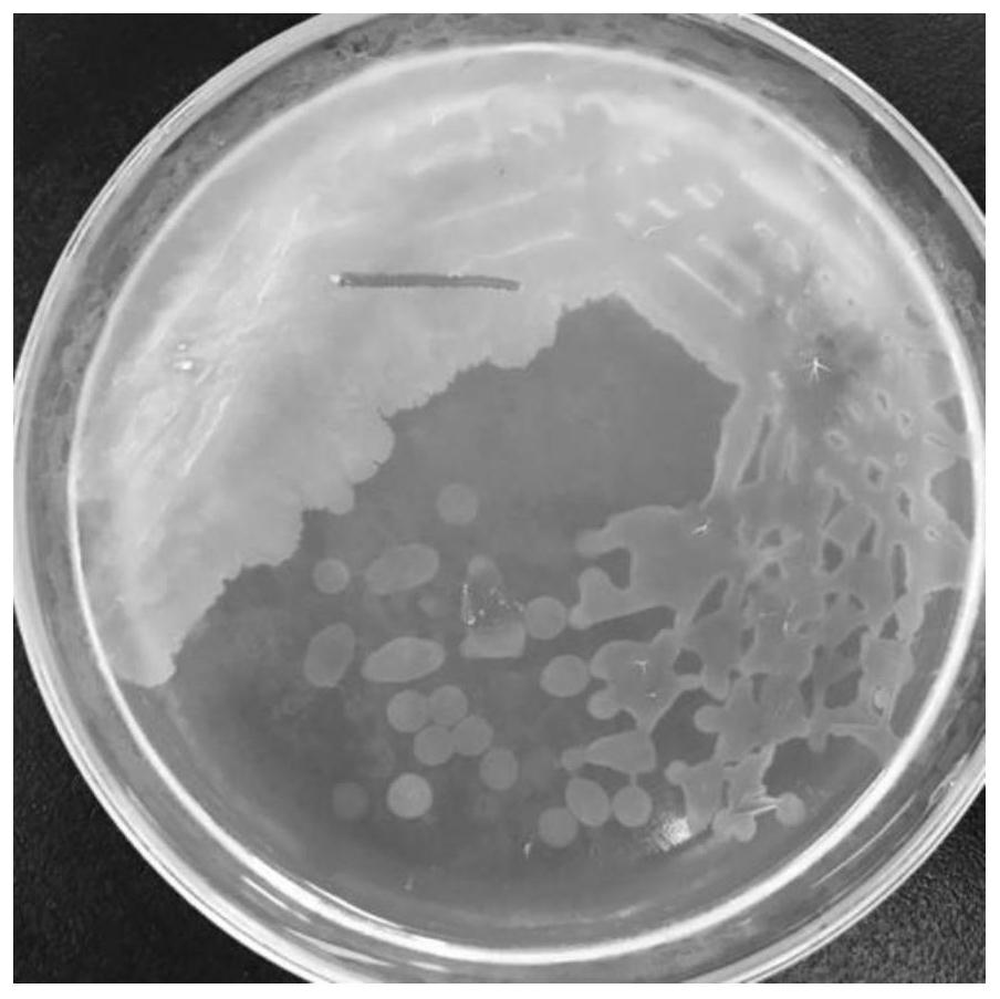 Bacillus amyloliquefaciens and application thereof in solid-state fermentation vinegar brewing