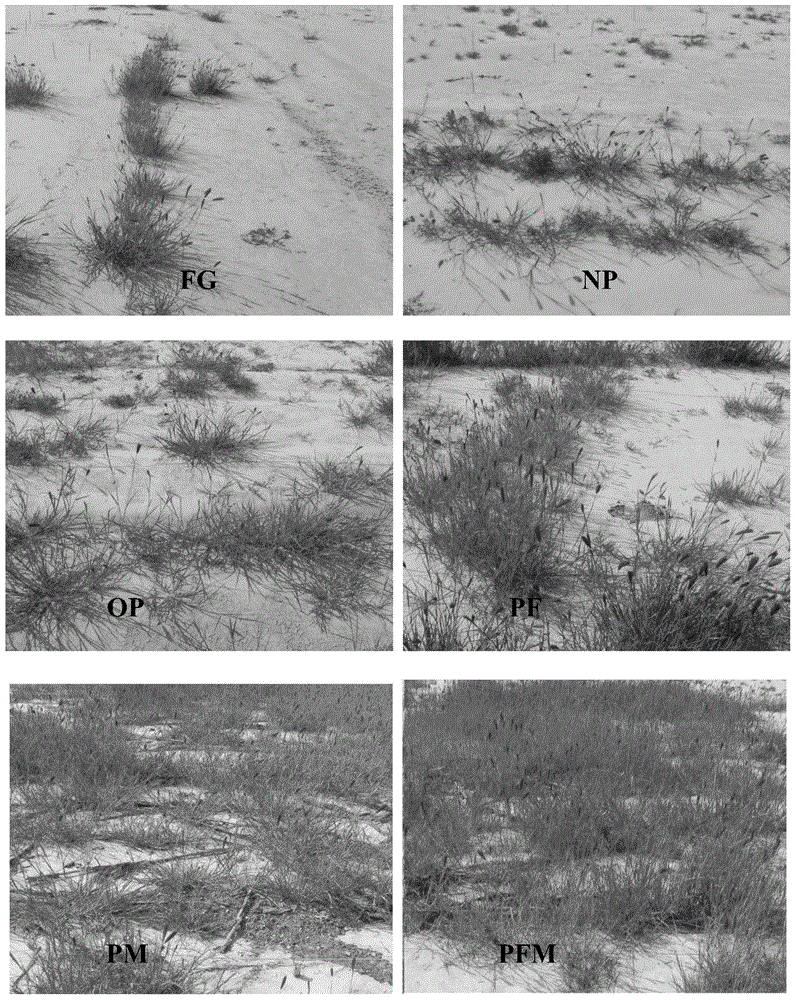 A treatment method for severely salinized grassland