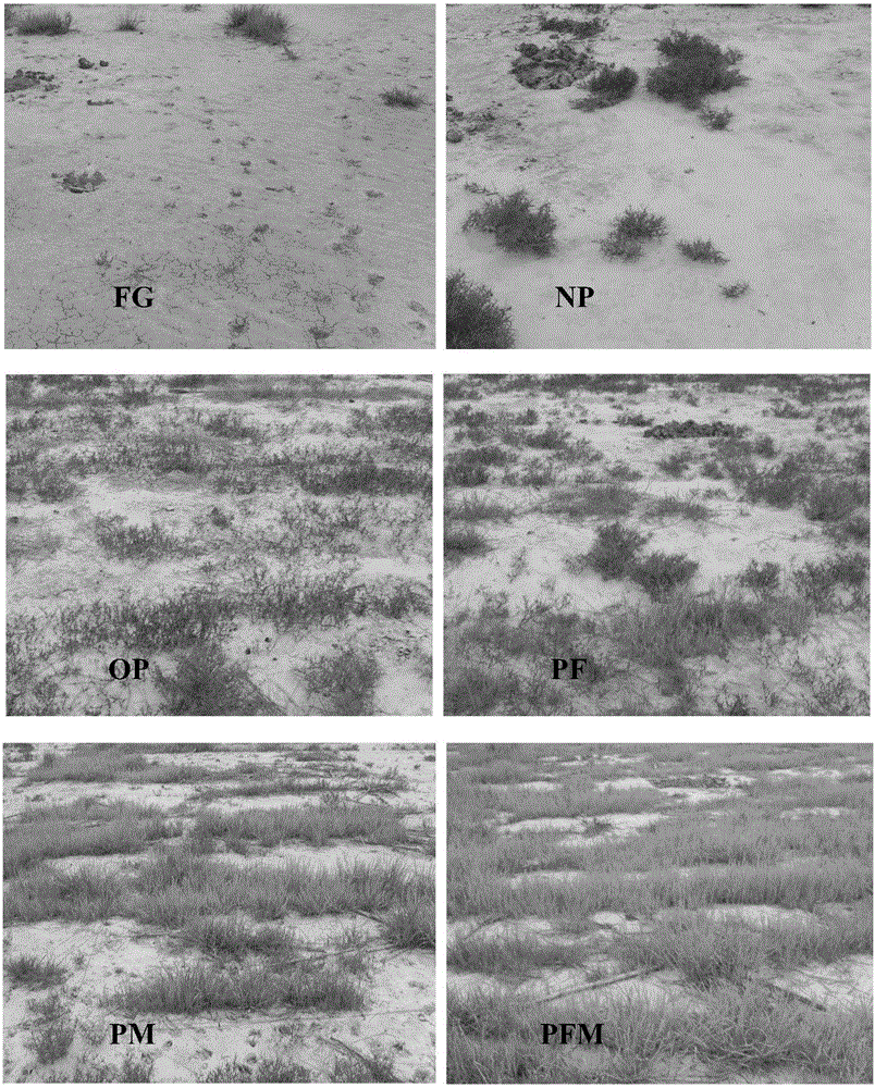 A treatment method for severely salinized grassland