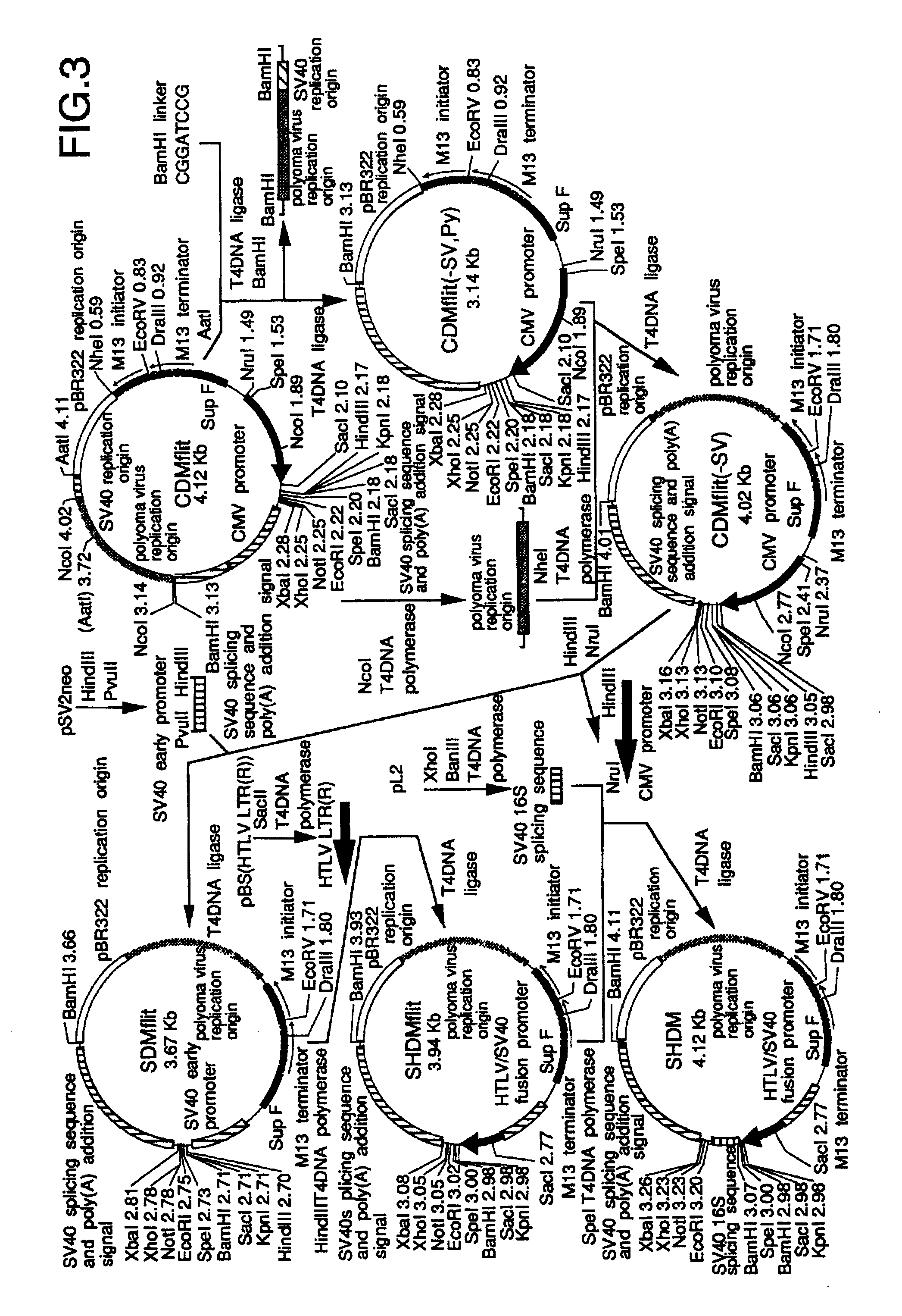 Hematopoietic stem cell growth factor (SCGF)