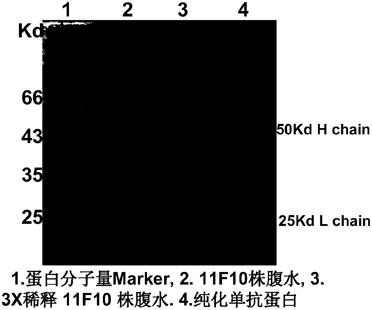 Fluoroquinolone cluster-specific immunoaffinity chromatography gel and preparation method thereof