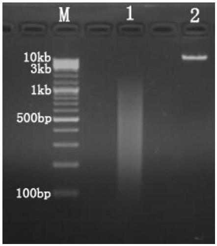 Method of capturing genomic target sequence for high-throughput sequencing