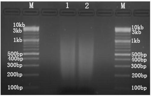 Method of capturing genomic target sequence for high-throughput sequencing