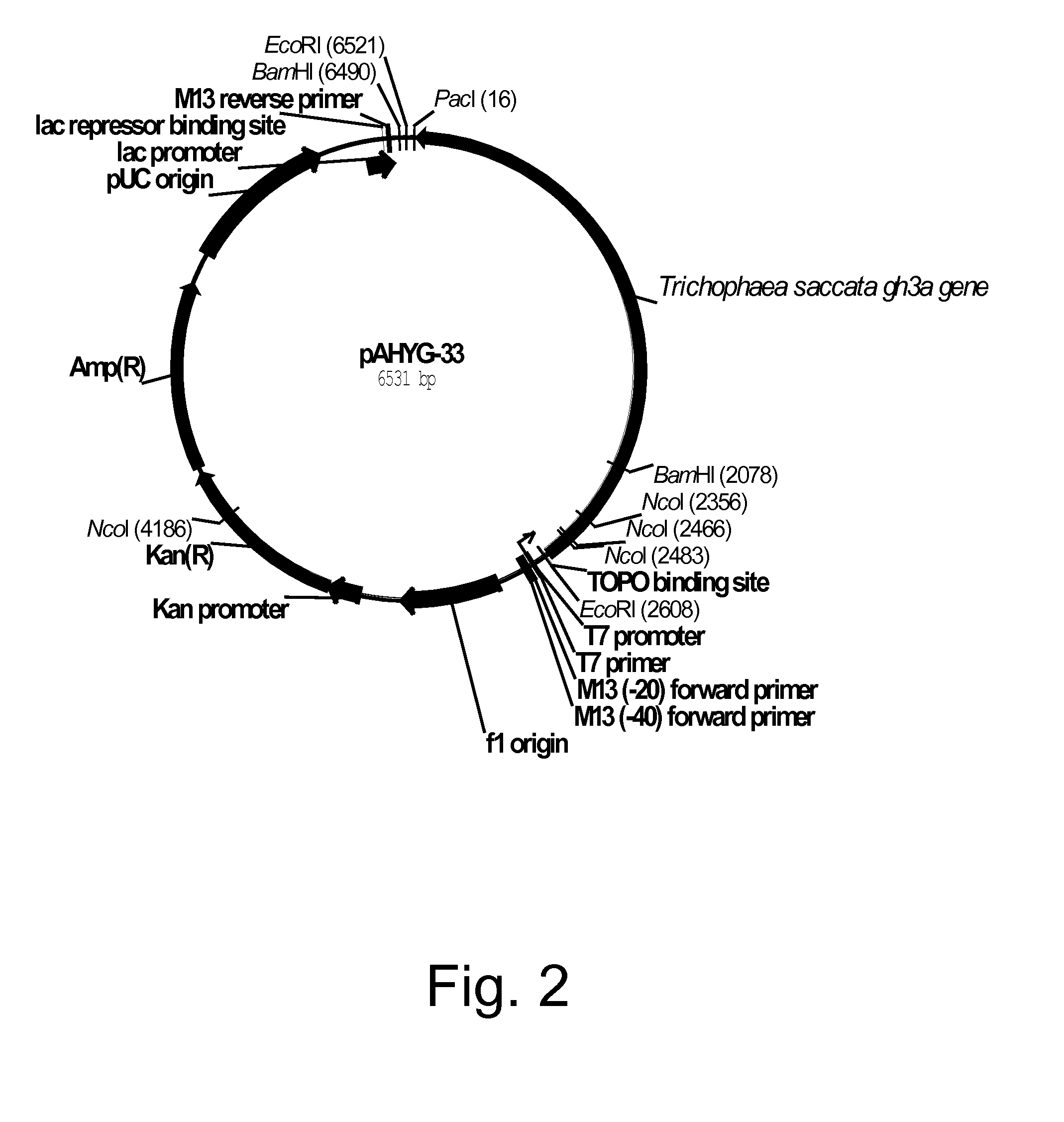 Polypeptides having Beta-glucosidase Activity and Polynucleotides Encoding Same