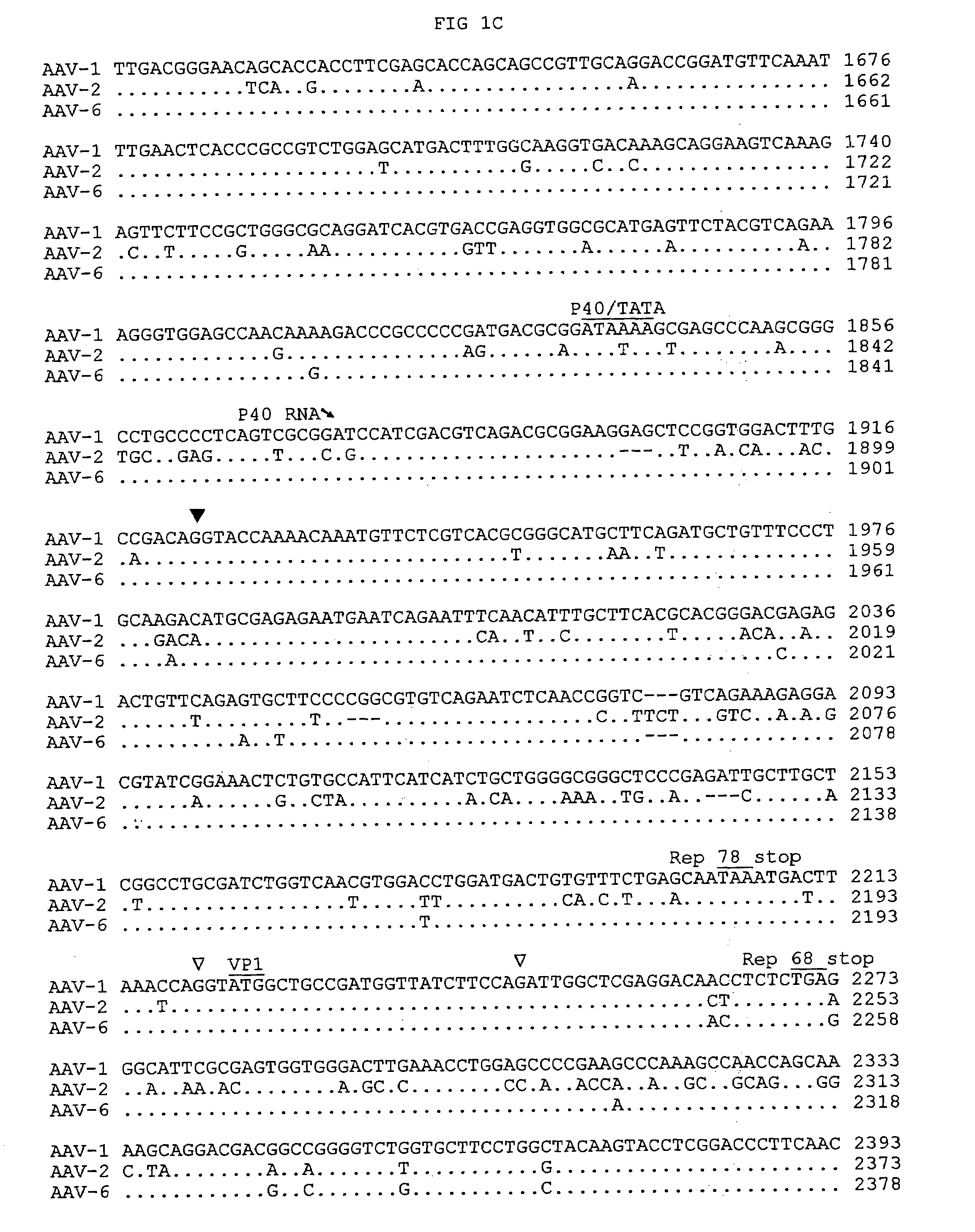 Adeno-associated virus serotype 1 nucleic acid sequences, vectors and host cells containing same