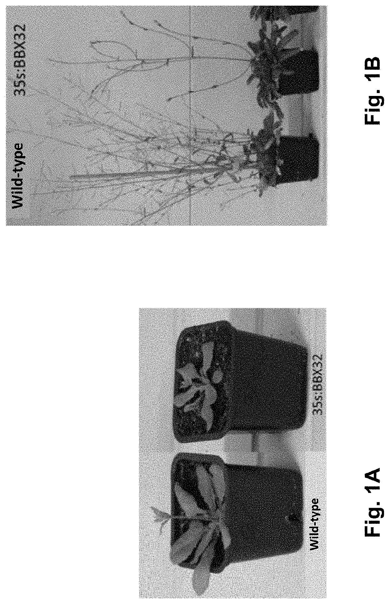 Polynucleotide construct for improving agricultural characteristics in crop plants