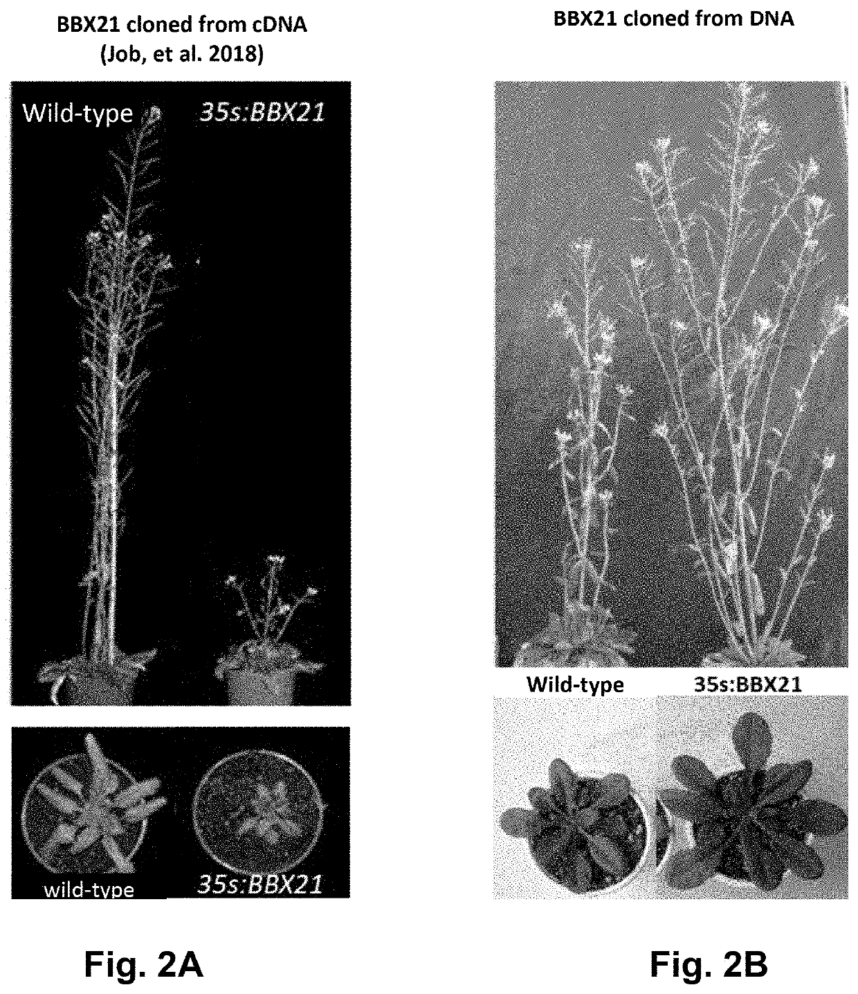 Polynucleotide construct for improving agricultural characteristics in crop plants