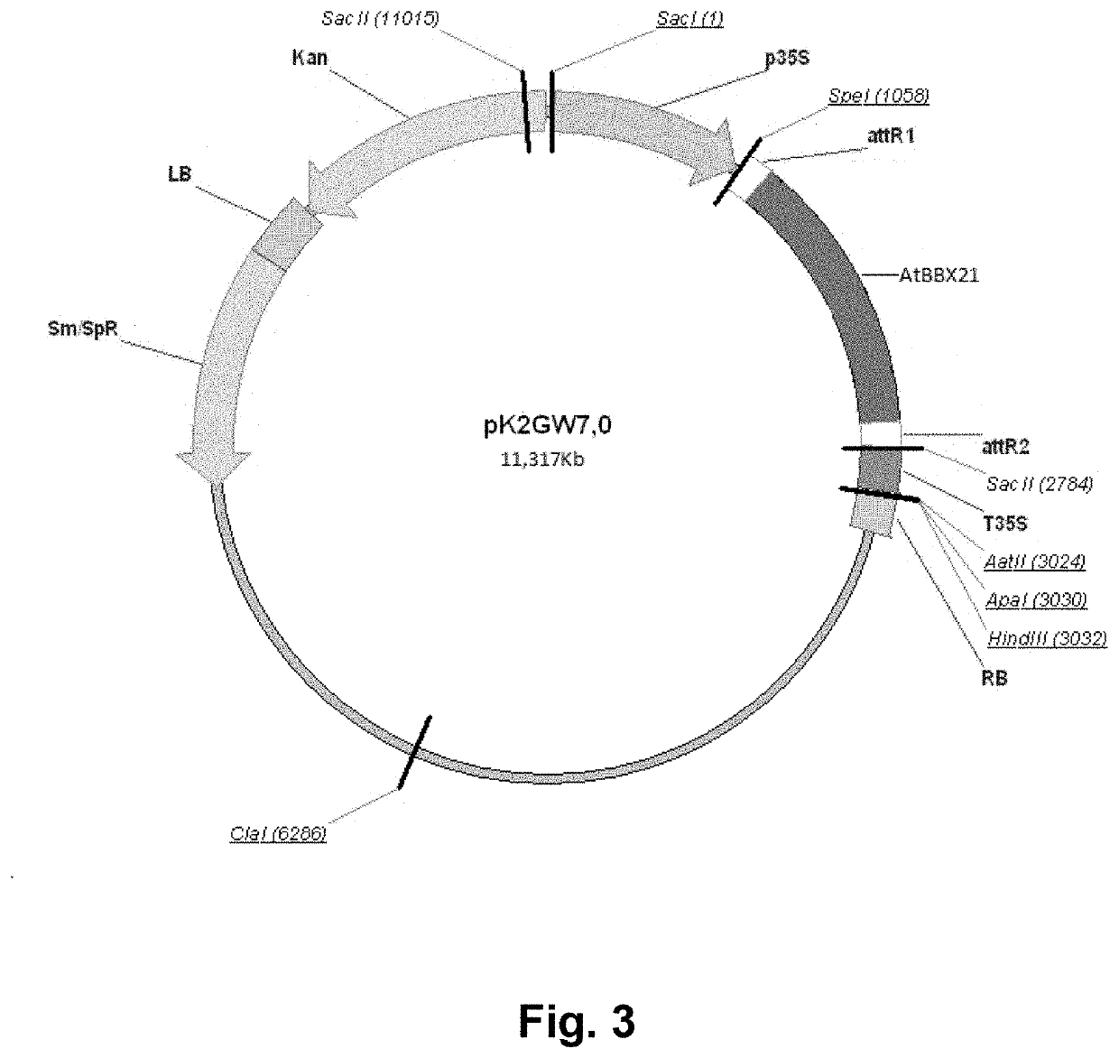 Polynucleotide construct for improving agricultural characteristics in crop plants