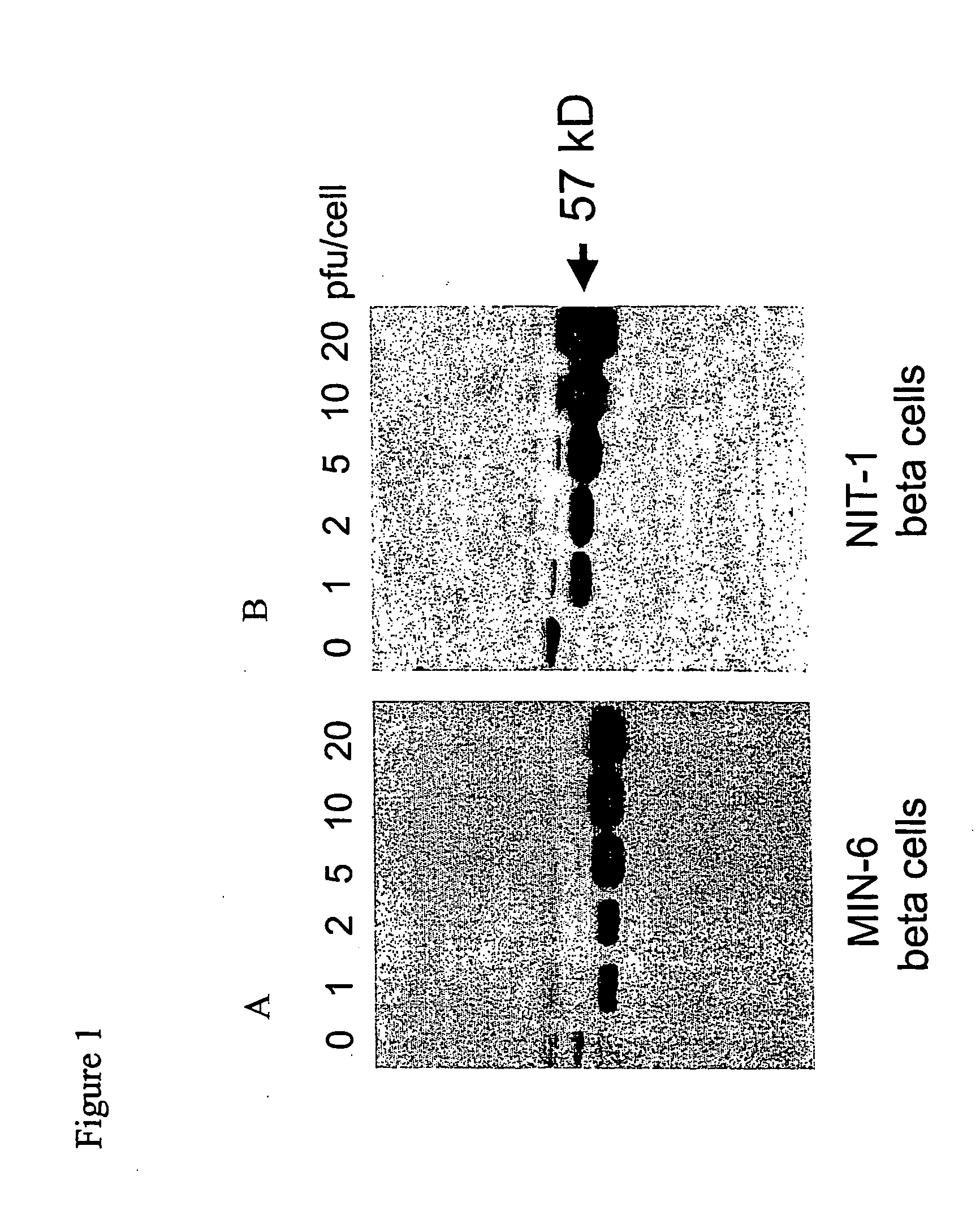 Electronic commerce system including customized catalog having encoded information