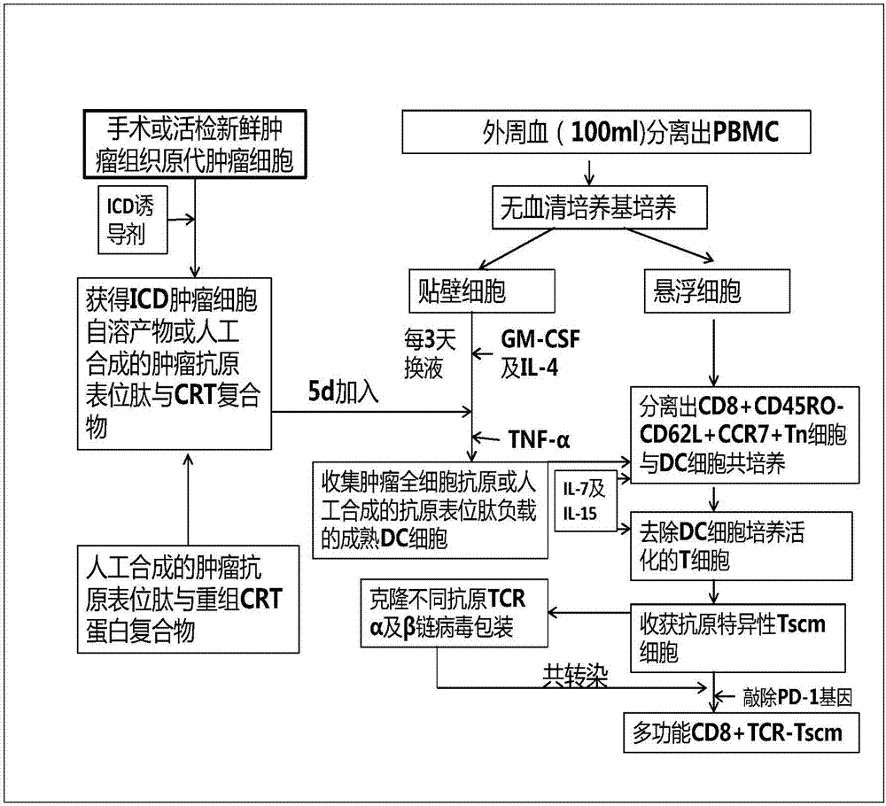 Preparation method and use of TCR gene modified CD8+T memory stem cell