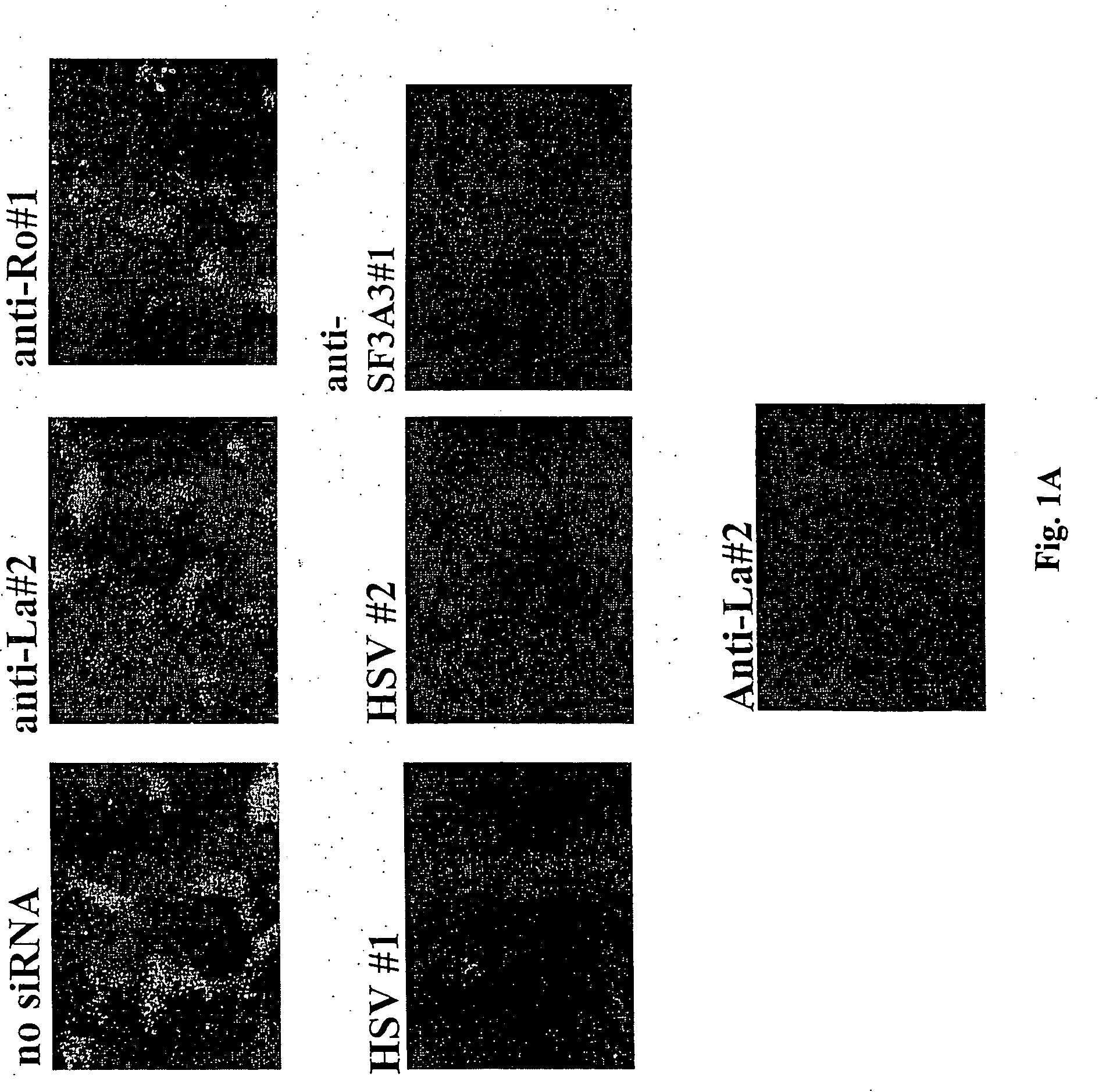 Double-stranded and single-stranded RNA molecules with 5 ' triphosphates and their use for inducing interferon