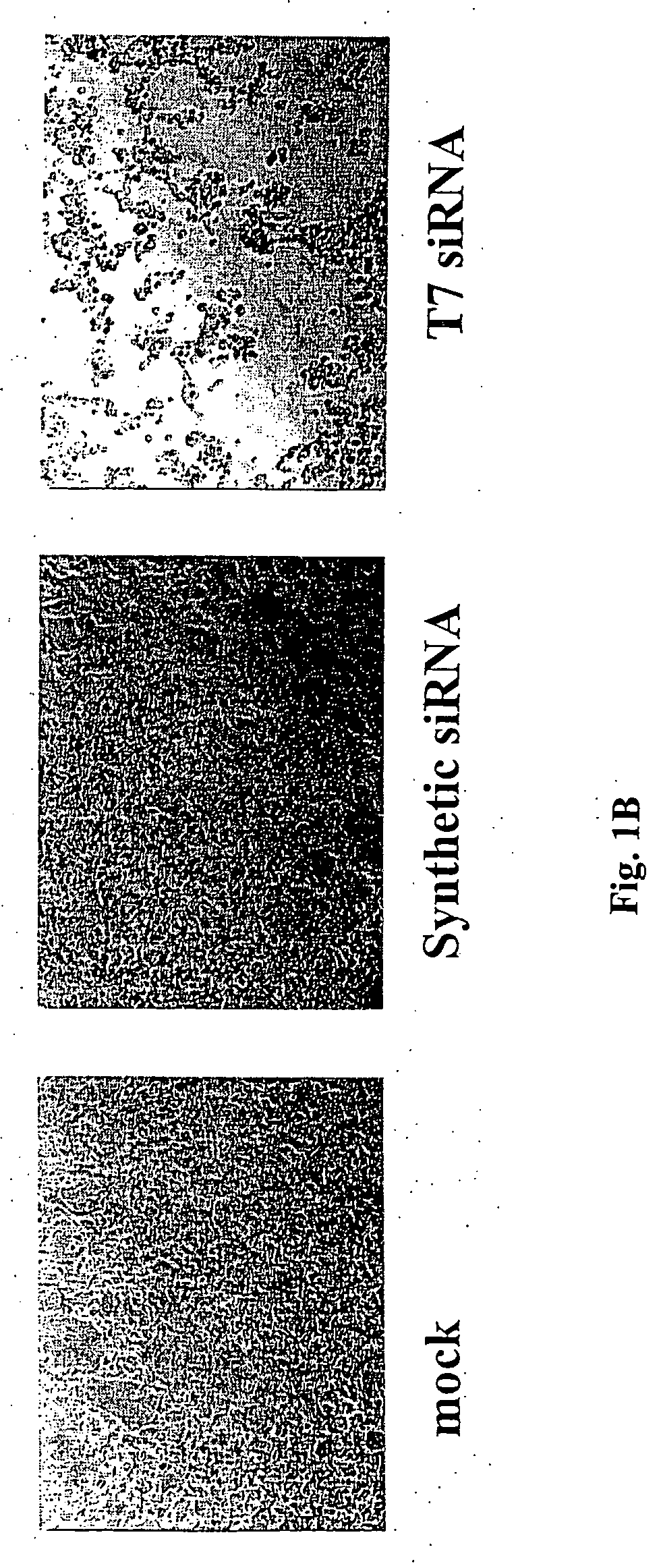 Double-stranded and single-stranded RNA molecules with 5 ' triphosphates and their use for inducing interferon